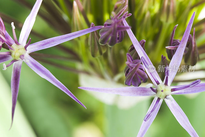 波斯之星(Allium christophi)观赏洋葱- IV